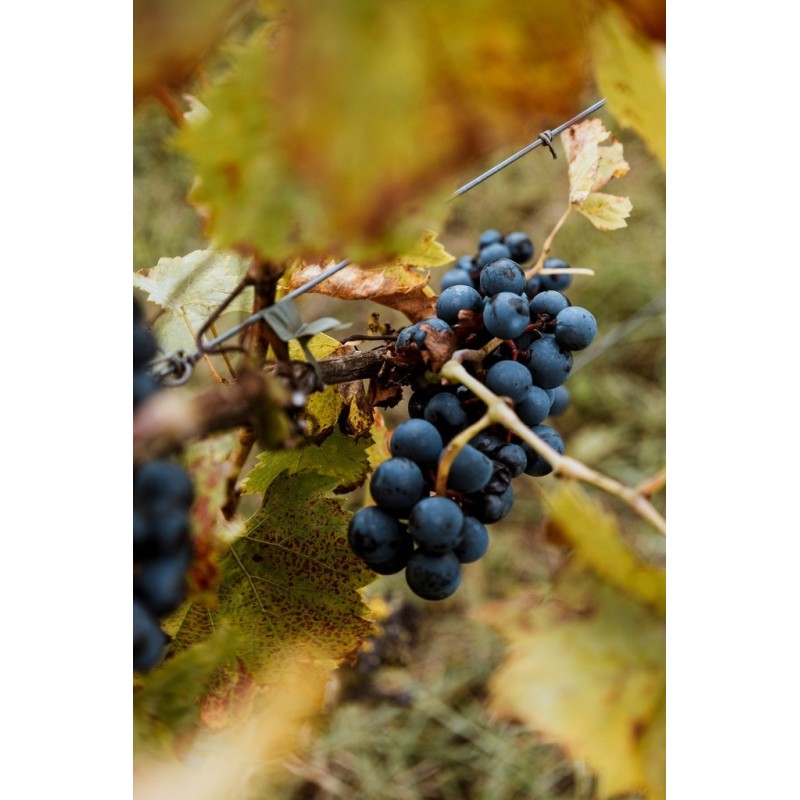 Sok z winogron czerwonych 100% REGENT tłoczony NFC PURENA 3 L x 3 sztuki